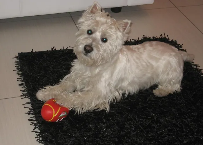 Retro Iii 公寓 科佩尔